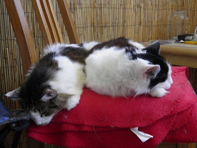 two cats sleeping on top of a red blanket